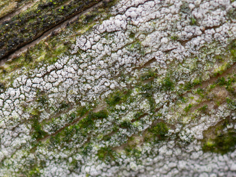 Kneiffiella cineracea